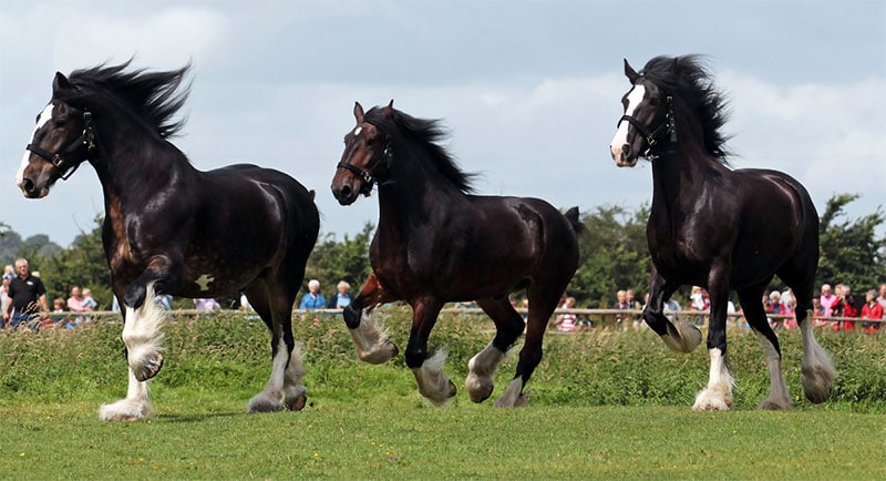 Shire Horses